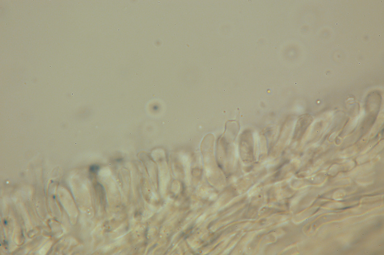 Forse Schizopora paradoxa? - foto 3343 (Phlebia aurea)